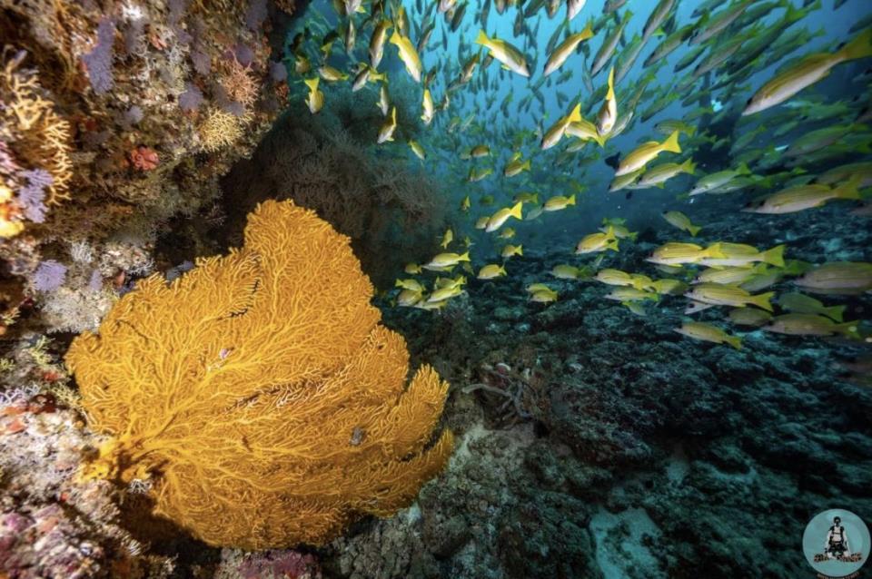 SCUBA FINDERS: LA START UP TECNOLÓGICA QUE REVOLUCIONA EL MUNDO DEL BUCEO